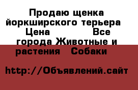 Продаю щенка йоркширского терьера  › Цена ­ 20 000 - Все города Животные и растения » Собаки   